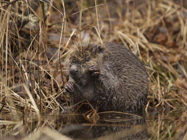 Sweden vacations, Wolves, Moose and Beavers