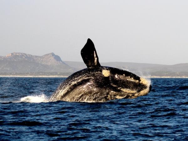 Shark conservation in South Africa