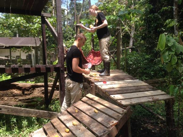 Volunteer with bears in Borneo