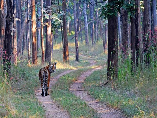 Kanha and Pench NP tour in India