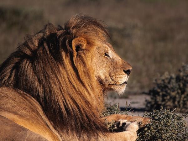 Namibia tailor made safari vacations