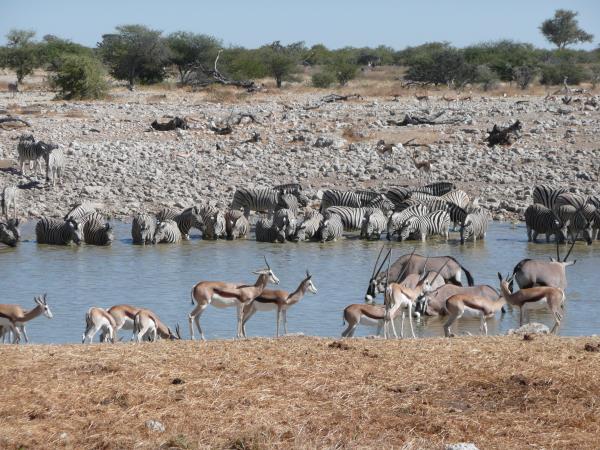 Namibia tailor made safari vacations