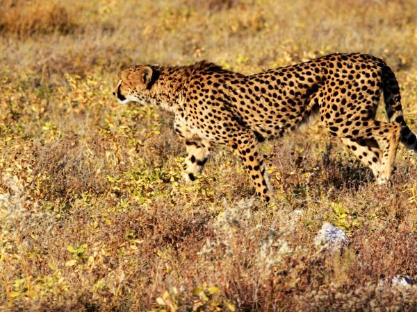 Namibia tailor made safari vacations