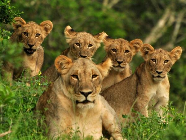 South Africa endangered wildlife conservation