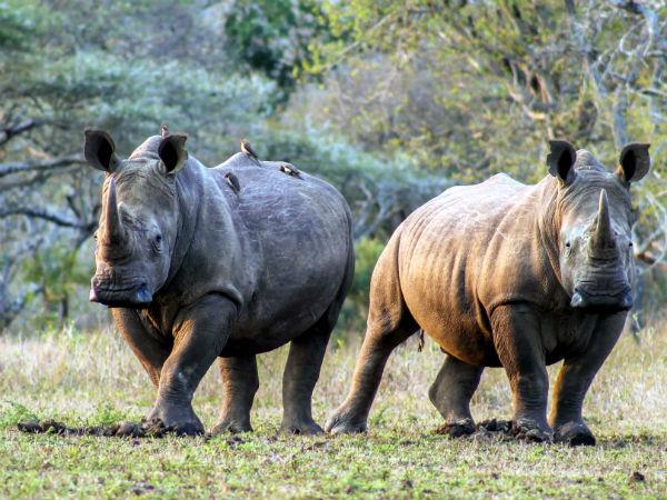 South Africa endangered wildlife conservation