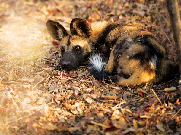 South Africa endangered wildlife conservation