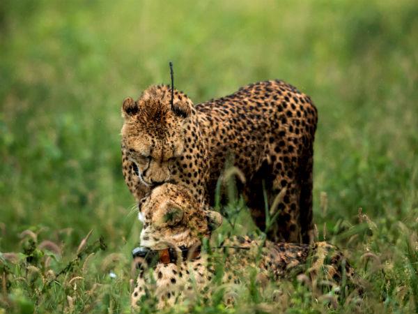 South Africa endangered wildlife conservation