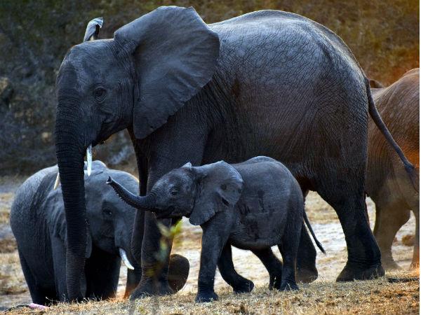 South Africa endangered wildlife conservation