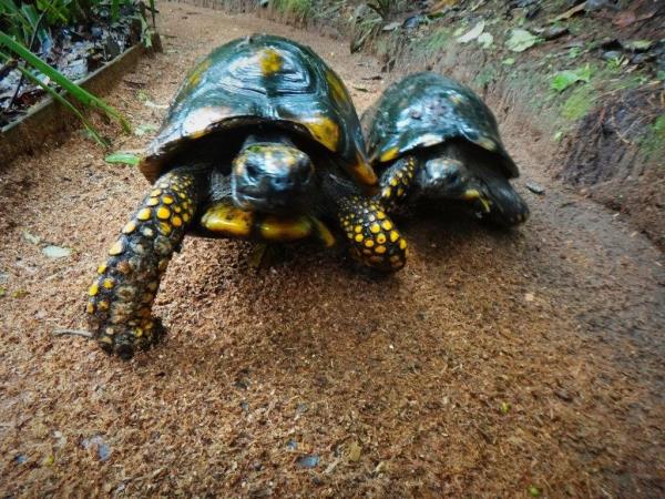 Ecuador wildlife sanctuary volunteering