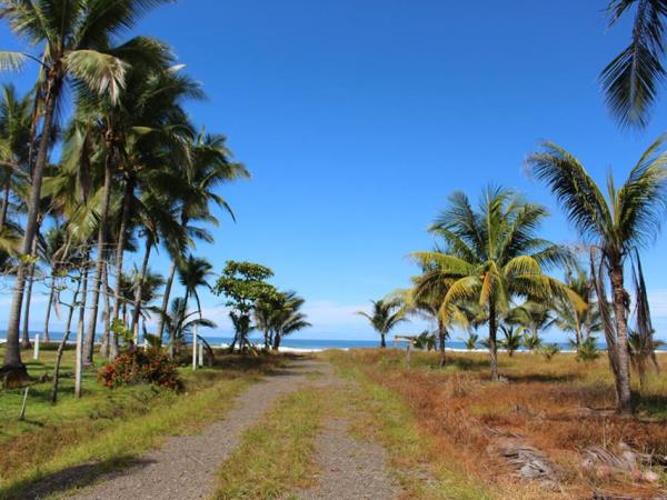 Volunteer with turtles in Costa Rica