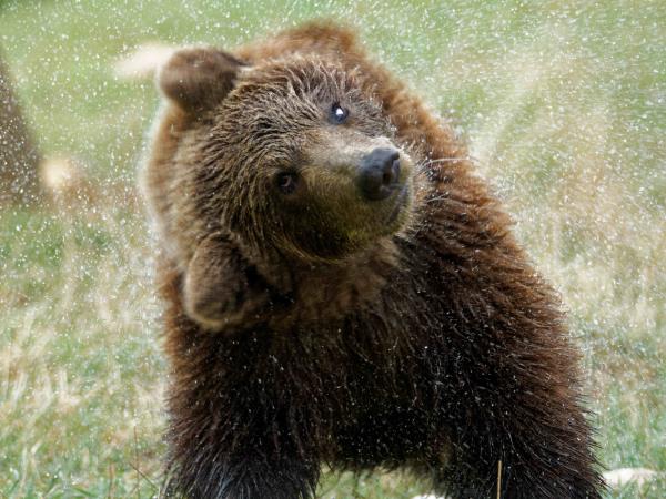 Volunteering with bears in Romania