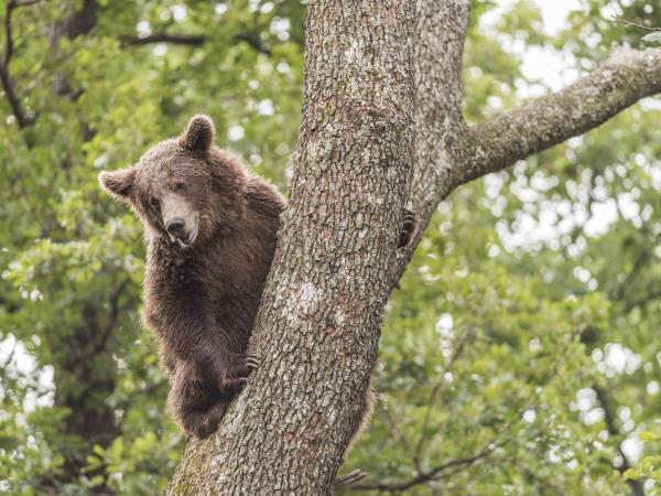 Volunteering with bears in Romania