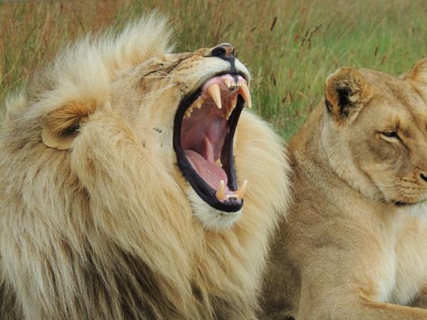 South Africa wildlife volunteering vacation