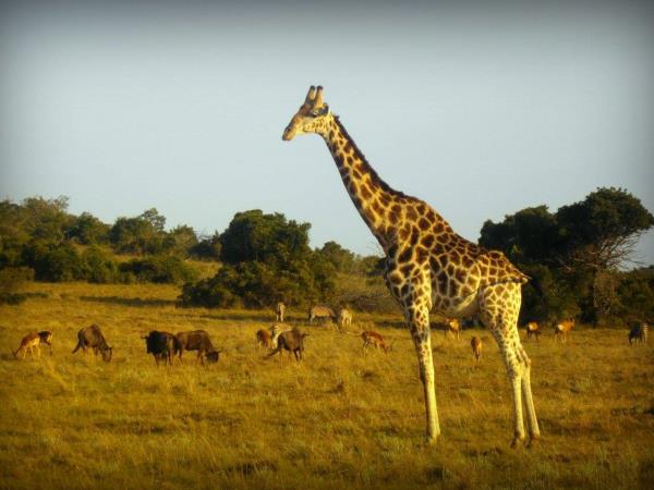 South Africa wildlife volunteering vacation