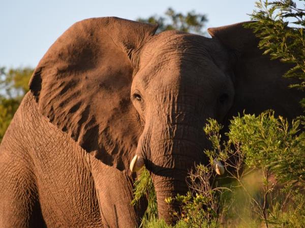 South Africa wildlife volunteering vacation