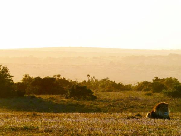South Africa wildlife volunteering vacation