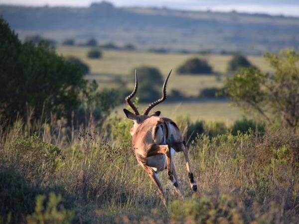 South Africa wildlife volunteering vacation