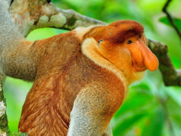 Wildlife conservation in Borneo
