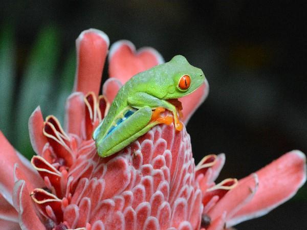 Costa Rica beaches & volcanos holiday
