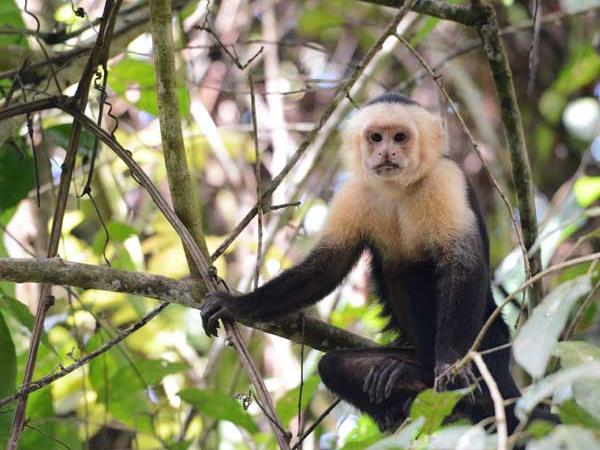 Costa Rica self drive vacations