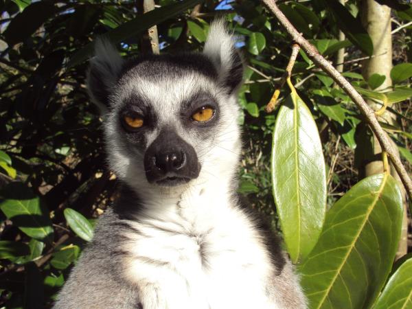 Madagascar barge vacation on the Tsiribihina River