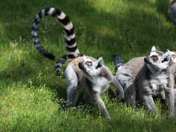 Complete tour of Madagascar, tailor made