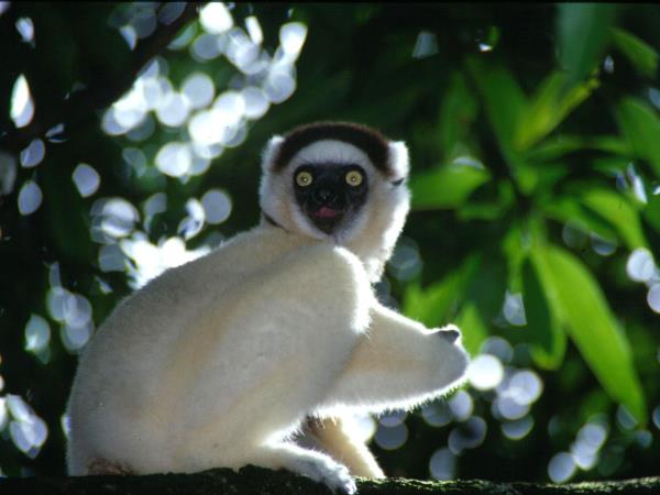 Complete tour of Madagascar, tailor made