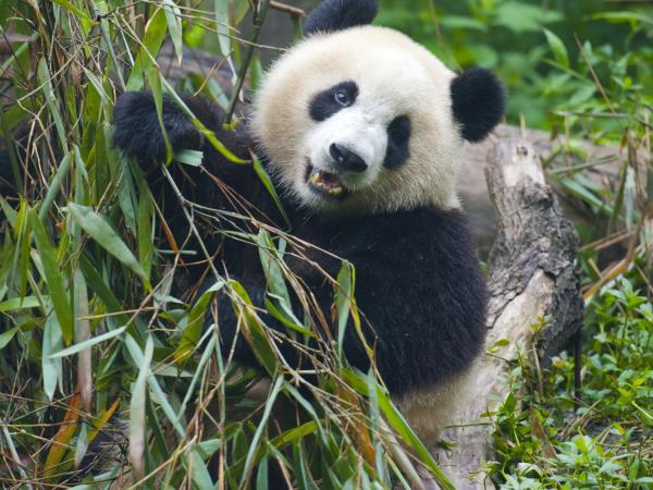 China family vacation, 15 days