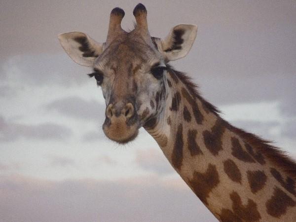 Tanzania family safari & beach vacation