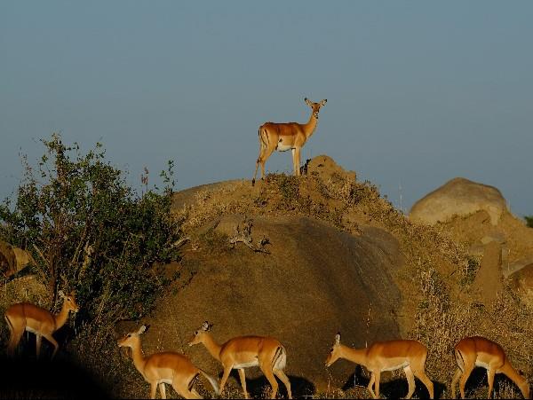 Tanzania family safari & beach vacation