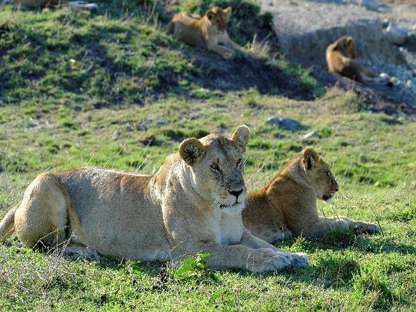 Tanzania family safari & beach vacation