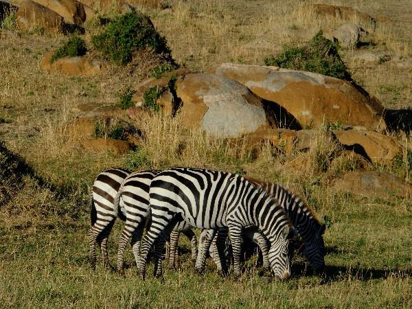 Tanzania family safari & beach vacation