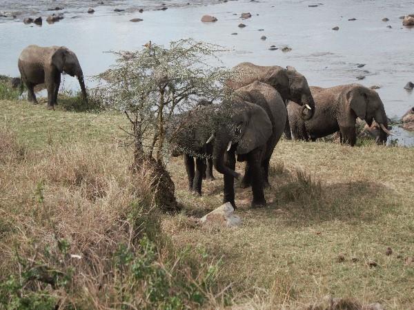 Tanzania family safari & beach vacation