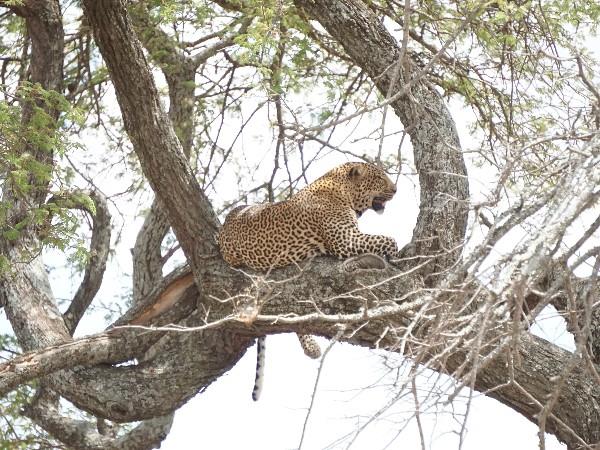 Tanzania family safari & beach vacation