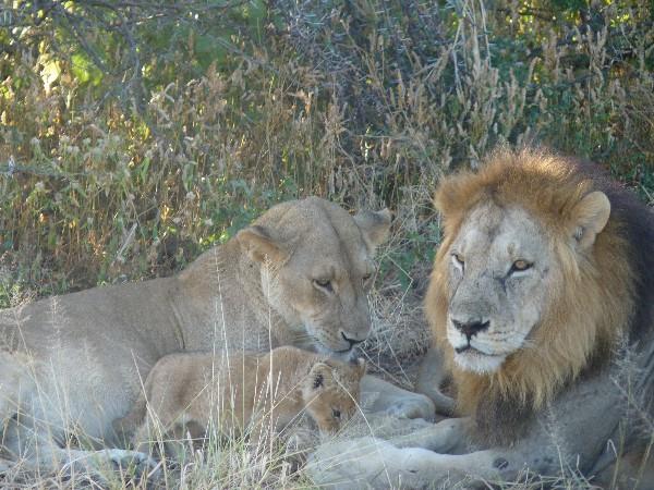 Selous & Ruaha safari in Tanzania