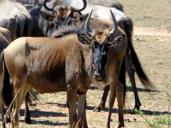 Tanzania off the beaten track safari
