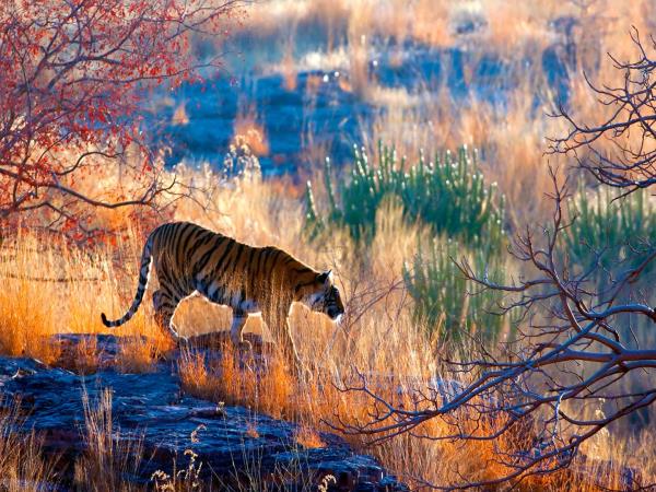Northern India vacation, small group
