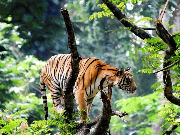 Southern India vacation, small group