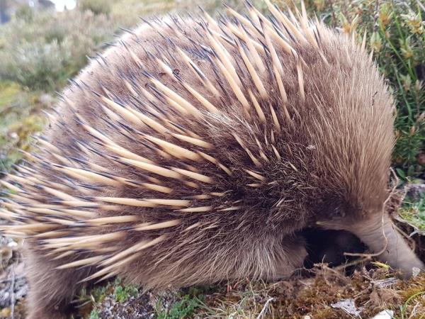 Western Tasmania wilderness tour, 5 days