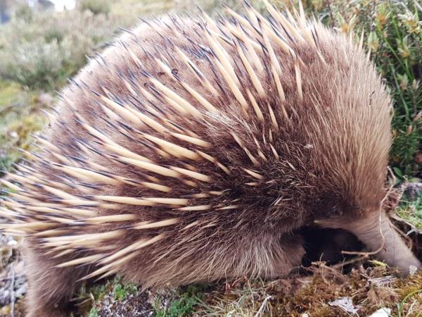 Tasmania 7 day tour, Australia