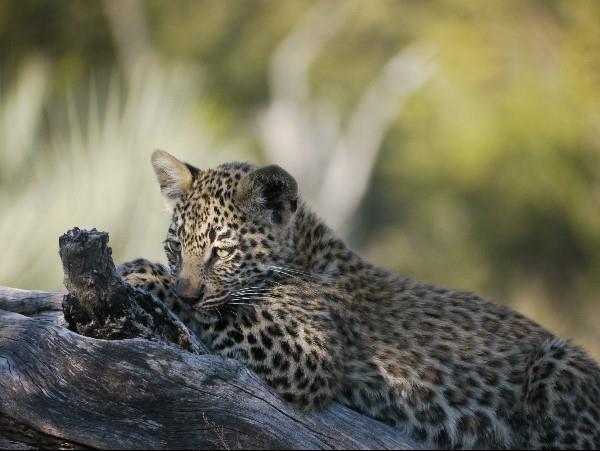 Botswana safari with Victoria Falls