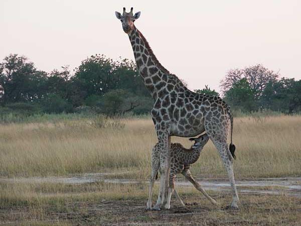 Botswana safari with Victoria Falls