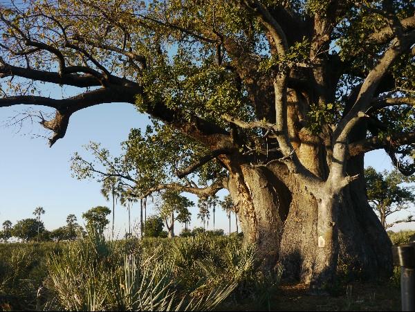 Botswana safari with Victoria Falls
