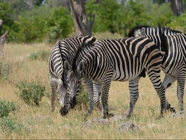 Botswana safari with Victoria Falls