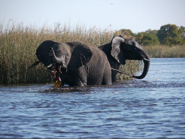 Botswana safari with Victoria Falls