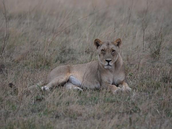 Botswana safari with Victoria Falls