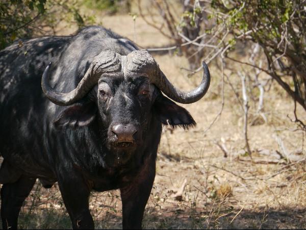 Victoria Falls & Botswana safari vacation
