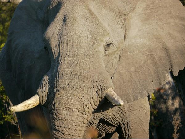 Victoria Falls & Botswana safari vacation