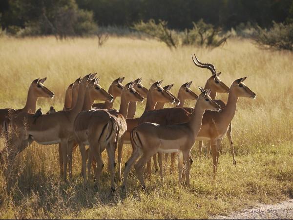 Victoria Falls & Botswana safari vacation