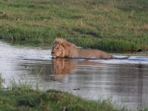 Victoria Falls & Botswana safari vacation